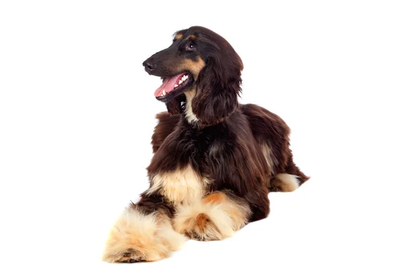 Arabian hound dog — Stock Photo, Image