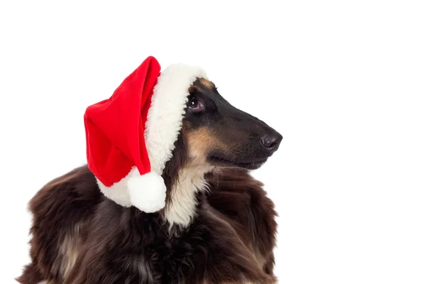 Borzoi raça cão com chapéu de Santa — Fotografia de Stock