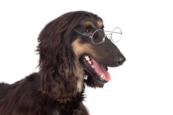 Arabian ogar pies w okularach — Zdjęcie stockowe