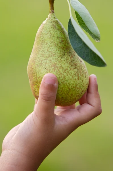 Coger una pera con la mano —  Fotos de Stock