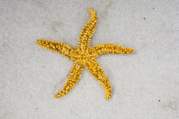Αστέρι της θάλασσας — Φωτογραφία Αρχείου