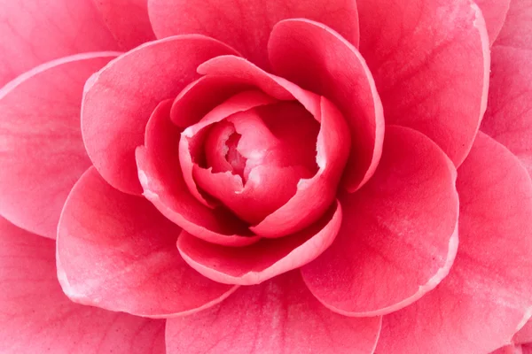 stock image Macro of beautiful pink rose