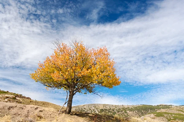 Solitärbaum — Stockfoto