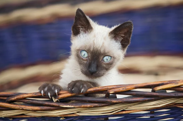 Pequeno gato precioso em uma cesta — Fotografia de Stock