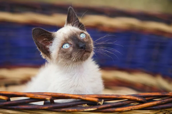 Precioso pequeño gato en una cesta — Foto de Stock
