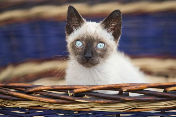 Pequeno gato precioso em uma cesta — Fotografia de Stock