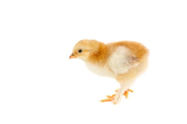 Small chicken — Stock Photo, Image