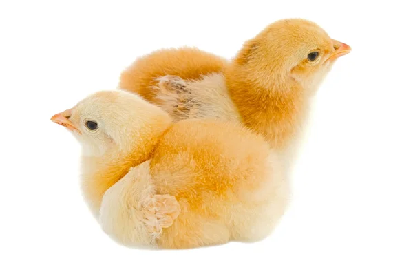 Chickens — Stock Photo, Image