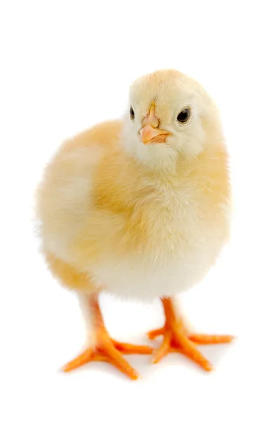 Liten kyckling — Stockfoto