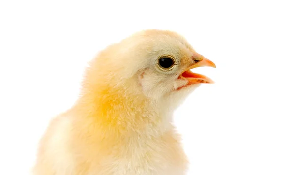 Прелестный цыпленок — стоковое фото