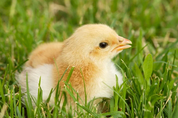 Adorable chick — Stock Photo, Image