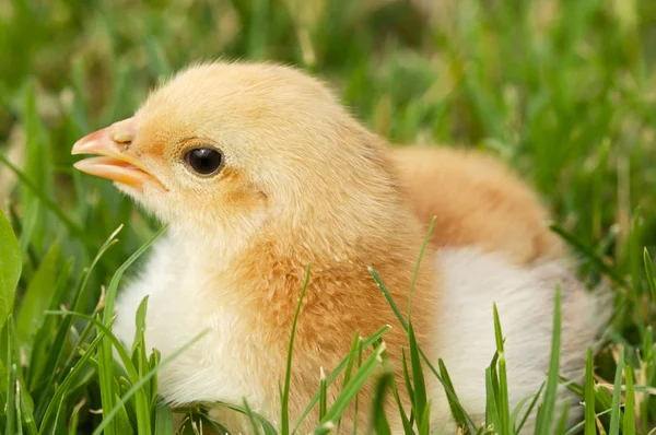 Bedårande chick — Stockfoto