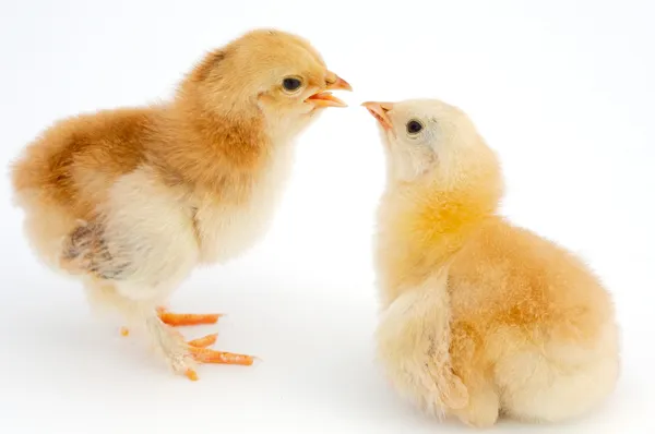 Liefde tussen kippen — Stockfoto