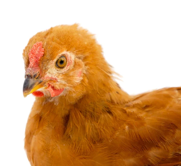 Photo of a hen — Stock Photo, Image