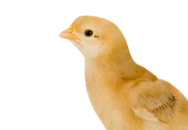 Gelbes Hühnchen — Stockfoto