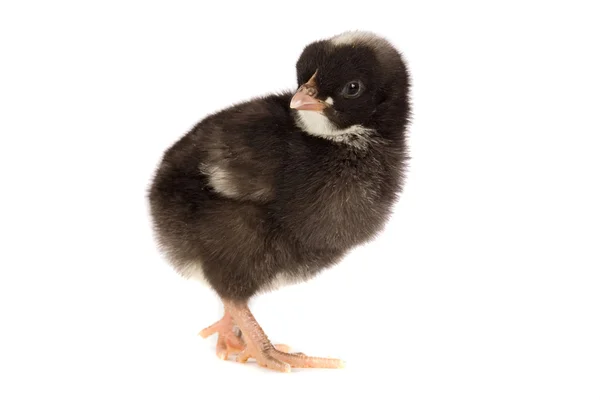 Svart liten kyckling — Stockfoto