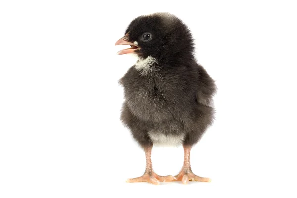 Zwarte weinig kip — Stockfoto