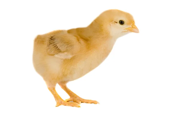 Gul liten kyckling — Stockfoto