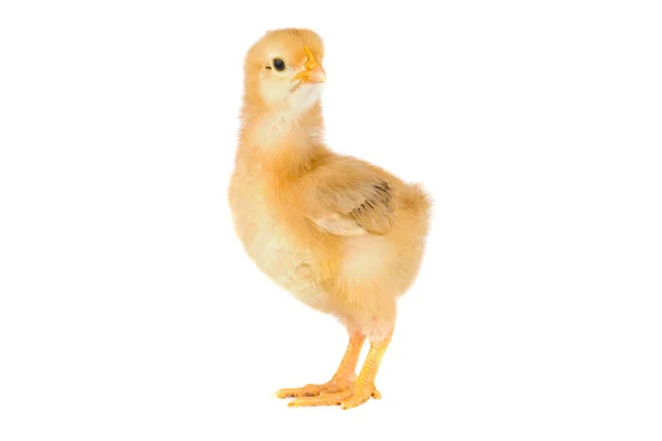 Sarı küçük tavuk — Stok fotoğraf