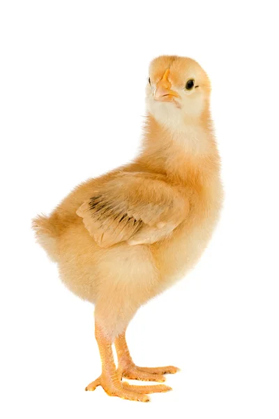 Yellow little chicken — Stock Photo, Image