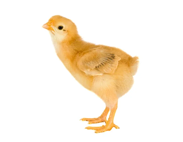 Gele weinig kip — Stockfoto