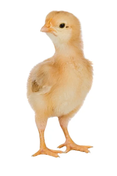 Yellow little chicken — Stock Photo, Image