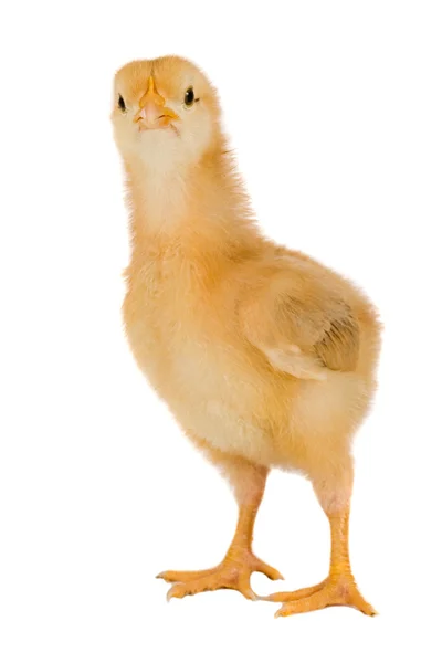 Pollo giallo — Foto Stock