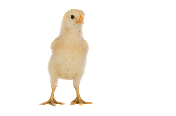 Żółty kurczak mały — Zdjęcie stockowe