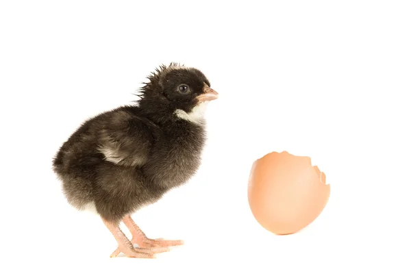 Chicken black with broken eggshells — Stock Photo, Image