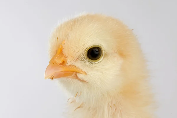 stock image Yellow little chicken