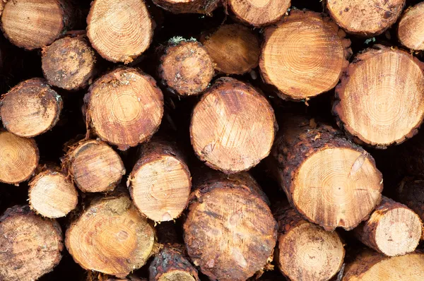 Stacked timber logs — Stock Photo, Image