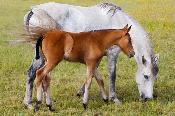 Pferd mit seinem Sohn, der Gras isst — Stockfoto