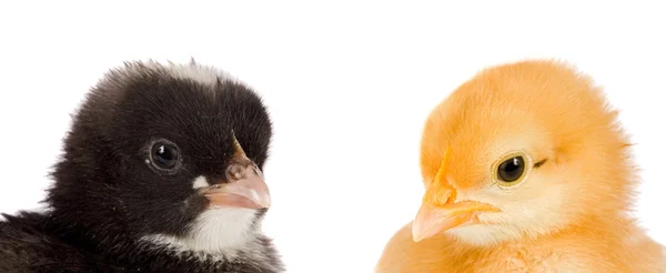 Twee kleine kippen van verschillende kleuren — Stockfoto