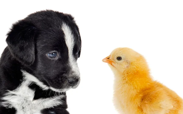 Cute puppy dog and a little yellow chicken — Stock Photo, Image