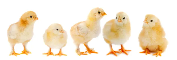 Bedårande kycklingar — Stockfoto