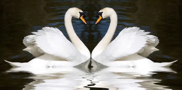 Cisnes amorosos — Fotografia de Stock