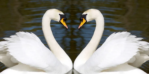 Amor — Fotografia de Stock