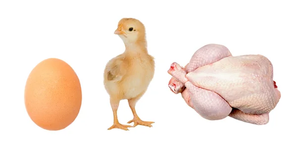 Industry chicken — Stock Photo, Image