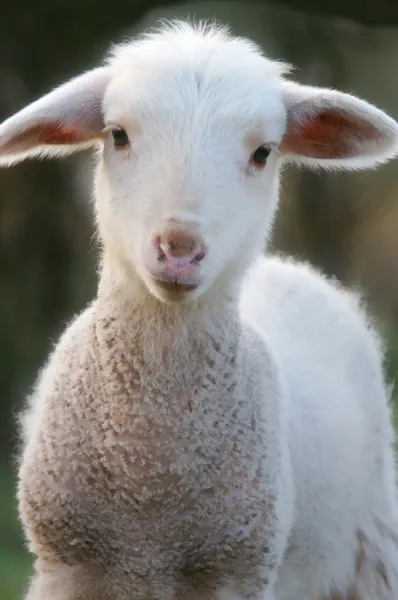 Un cordero bebé — Foto de Stock