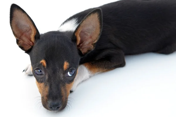 Triste perro pequeño — Foto de Stock