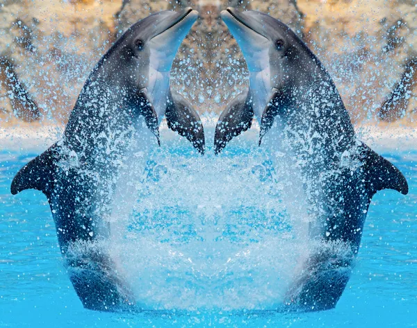 Delphine springen — Stockfoto