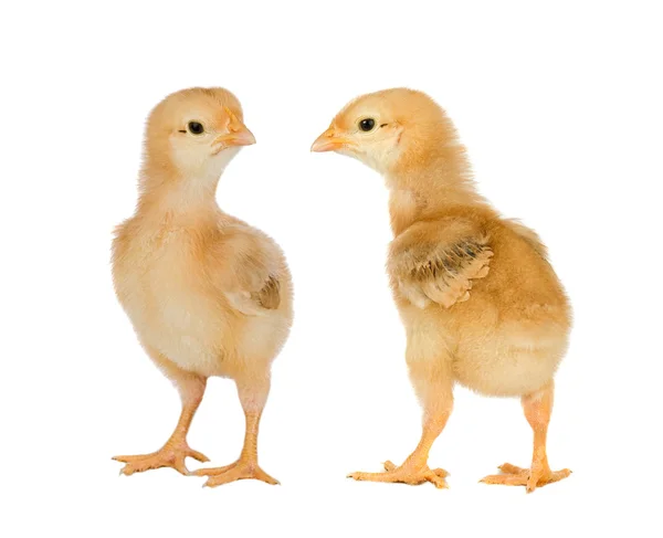 Two yellow little chickens — Stock Photo, Image