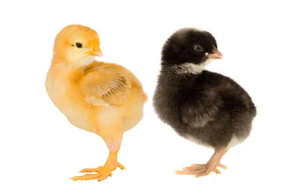 Farklı renkteki iki küçük tavuk — Stok fotoğraf