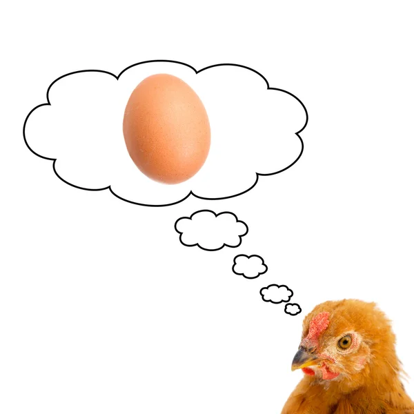 Bruine kip denken over het hebben van een ei — Stockfoto