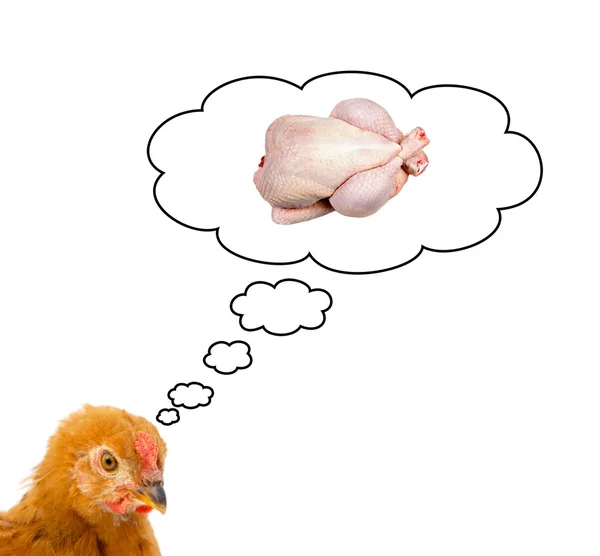 Kahverengi tavuk geleceklerini düşünmekten korkuyor — Stok fotoğraf