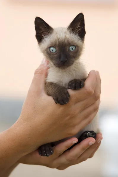 Precioso pequeño gato siamés —  Fotos de Stock