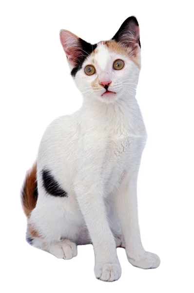 Rozkošná kočka — Stock fotografie