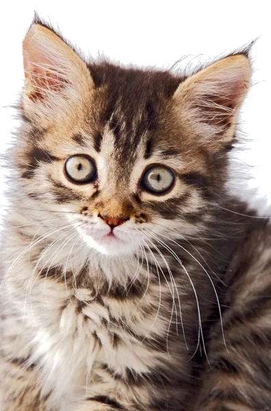 Retrato de gato pequeño —  Fotos de Stock