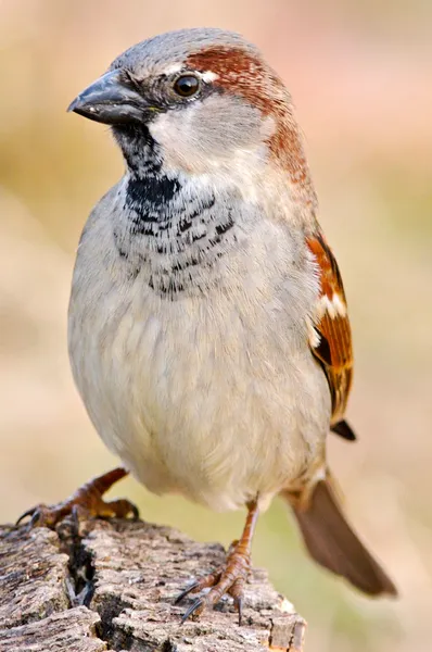 Değerli bir kuş fotoğrafı — Stok fotoğraf