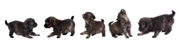 Beş sevimli yavru köpek kahverengi — Stok fotoğraf